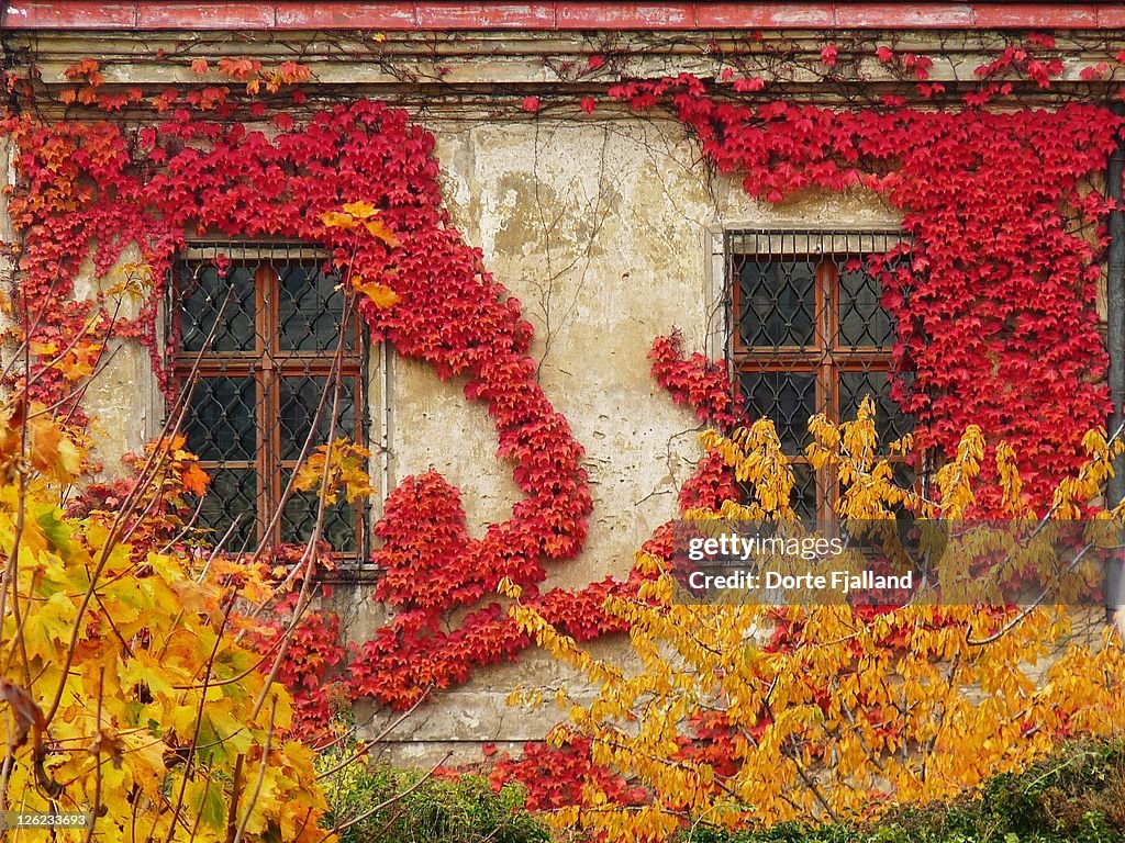 Red vine leaves decorating wall with two windows