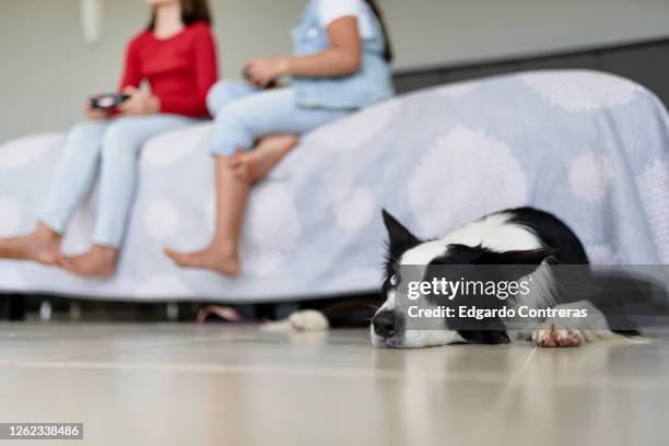 perro acostado en el piso - acostado imagens e fotografias de stock