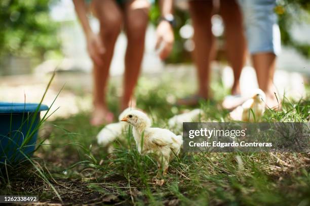 pollitos en el césped - césped stock pictures, royalty-free photos & images