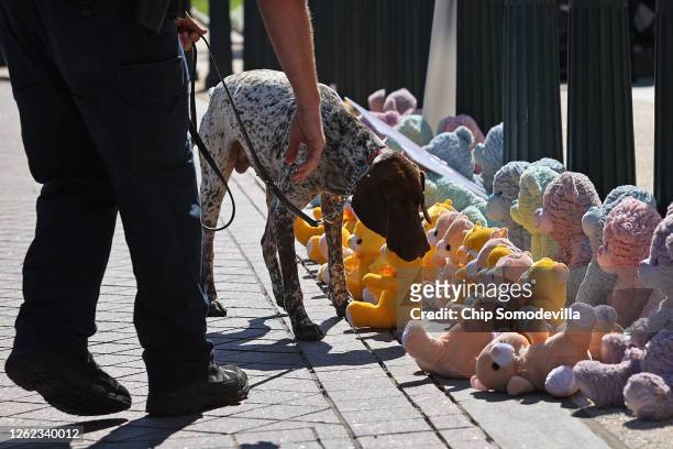 Capitol Police K9 dog inspects ParentsTogether's 'teddy bear sit in' in front of the Rayburn House Office Building July 29, 2020 in Washington, DC....
