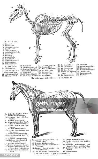 old engraved illustration of horse skeleton and muscle layers, equine anatomy - muscle d'un animal photos et images de collection