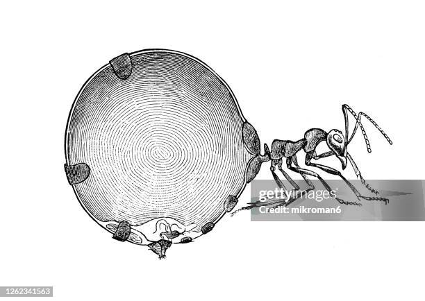 old engraved illustration of honey ant, honeypot ant (myrmecocystus) - honeypot ant stock pictures, royalty-free photos & images