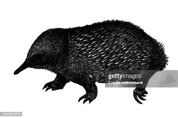 old engraved illustration of the short-beaked echidna (echidna hystrix), monotreme animals - spiny anteater stock pictures, royalty-free photos & images