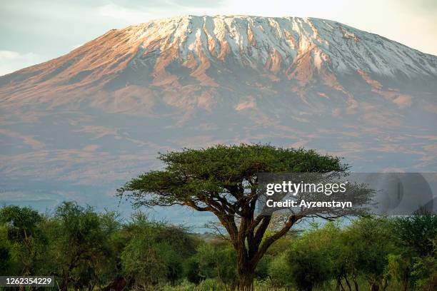 kilimanjaro and acacia tree - monte kilimanjaro fotografías e imágenes de stock
