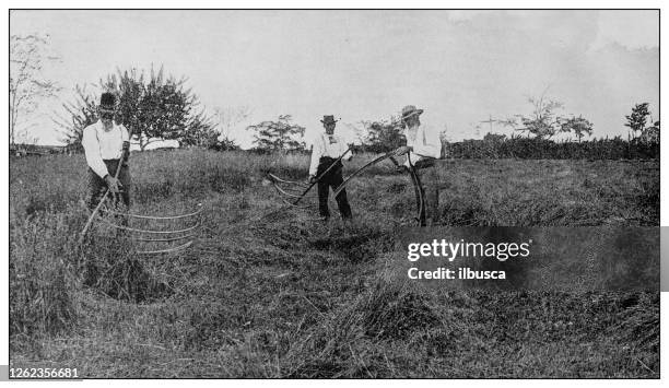 antique black and white photo: harvesting - archive farms stock illustrations