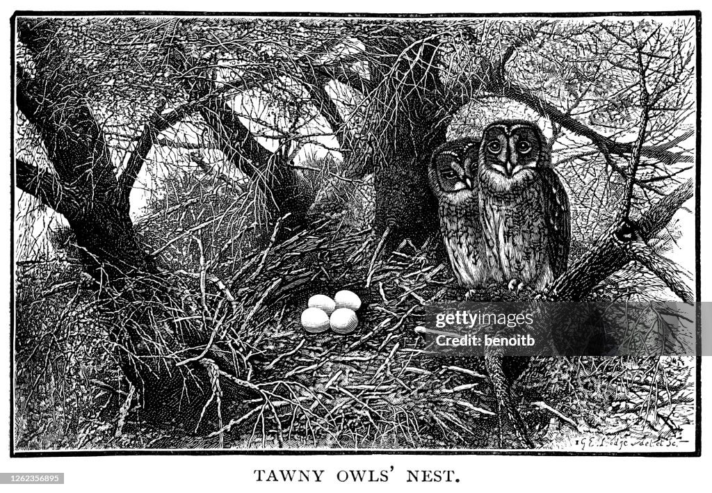 Tawny owls nest