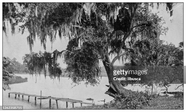 stockillustraties, clipart, cartoons en iconen met antieke zwart-wit foto: bayou, mississippi - louisiana swamp