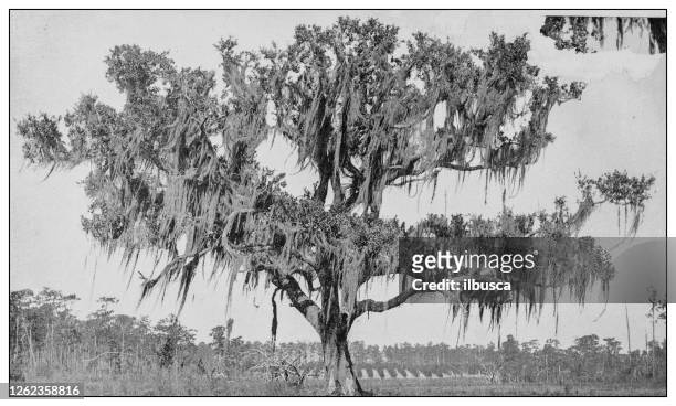 antique black and white photo: live oak, florida - live oak tree stock illustrations