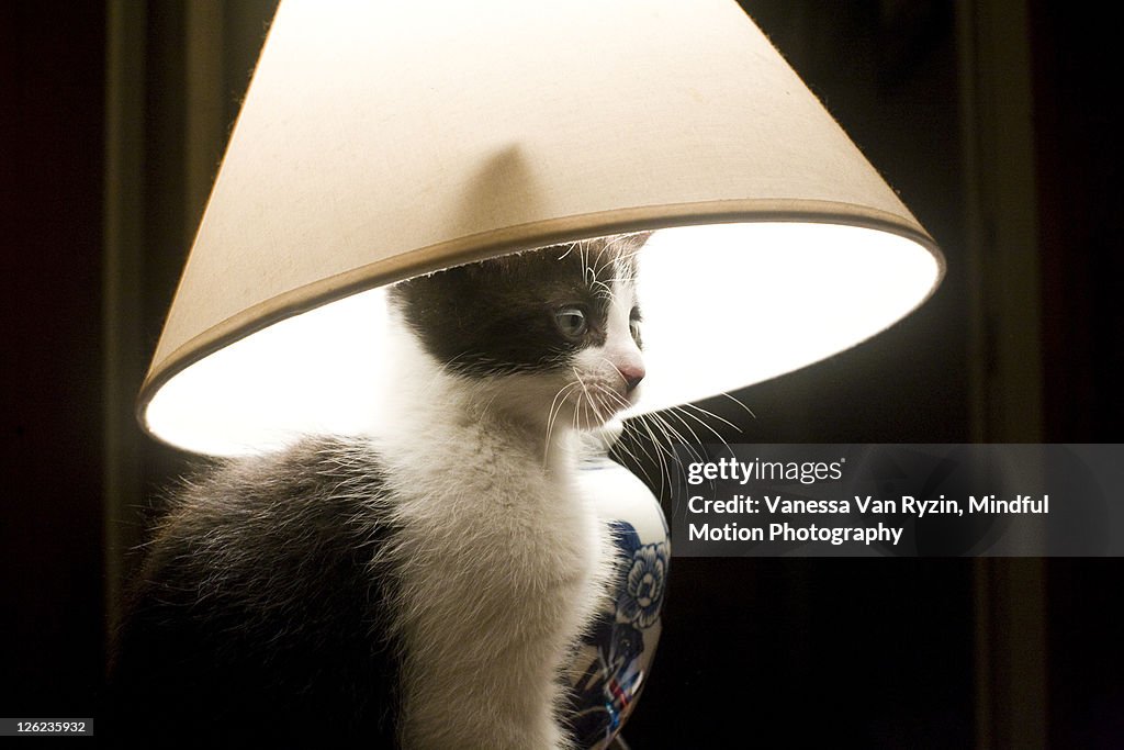 Cat with lampshade