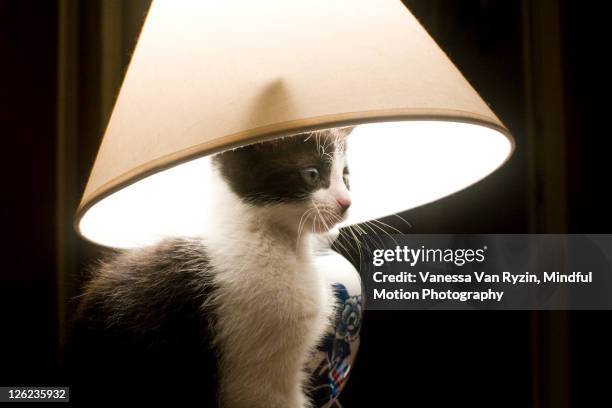 cat with lampshade - lamp shade stock pictures, royalty-free photos & images