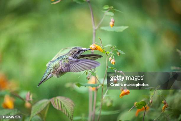 ruby-throated hummingbird, female, (archilochus colubris), ruby-throated hummingbird. - ruby throated hummingbird stock pictures, royalty-free photos & images