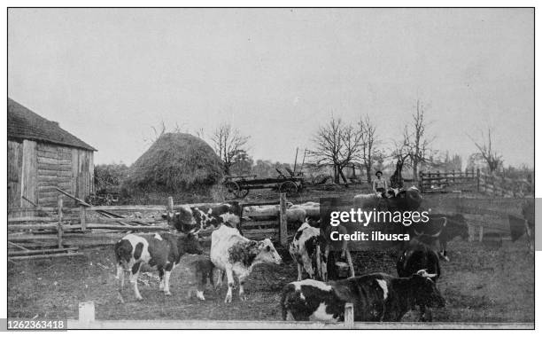 antique black and white photo: dairy farm, willowdale, pennsylvania - dairy farming stock illustrations