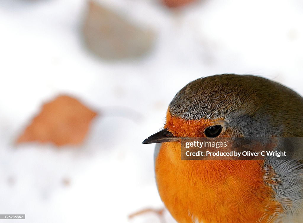 Robin on snow