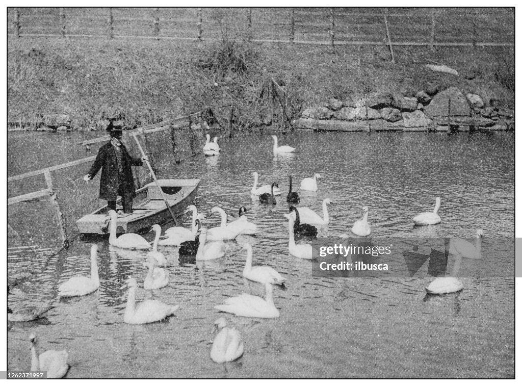 Antieke zwart-witte foto: Zwanen in Central Park, New York