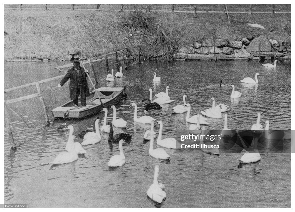 Antique black and white photo: Swans in Central Park, New York