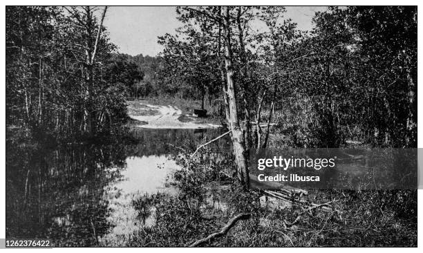 antique black and white photo: environs of mobile, alabama - mobile alabama stock illustrations