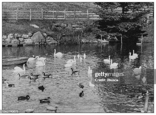 antique black and white photo: swans in central park, new york - central park zoo stock illustrations