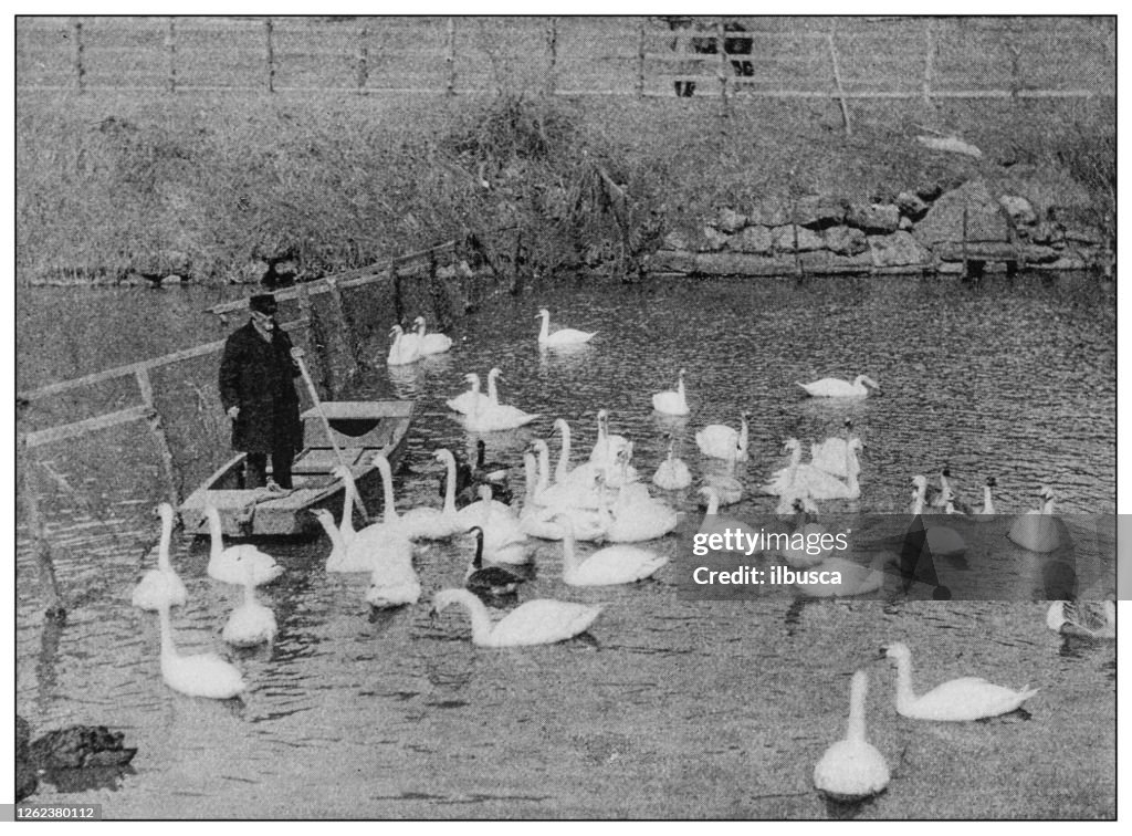 Antique black and white photo: Swans in Central Park, New York