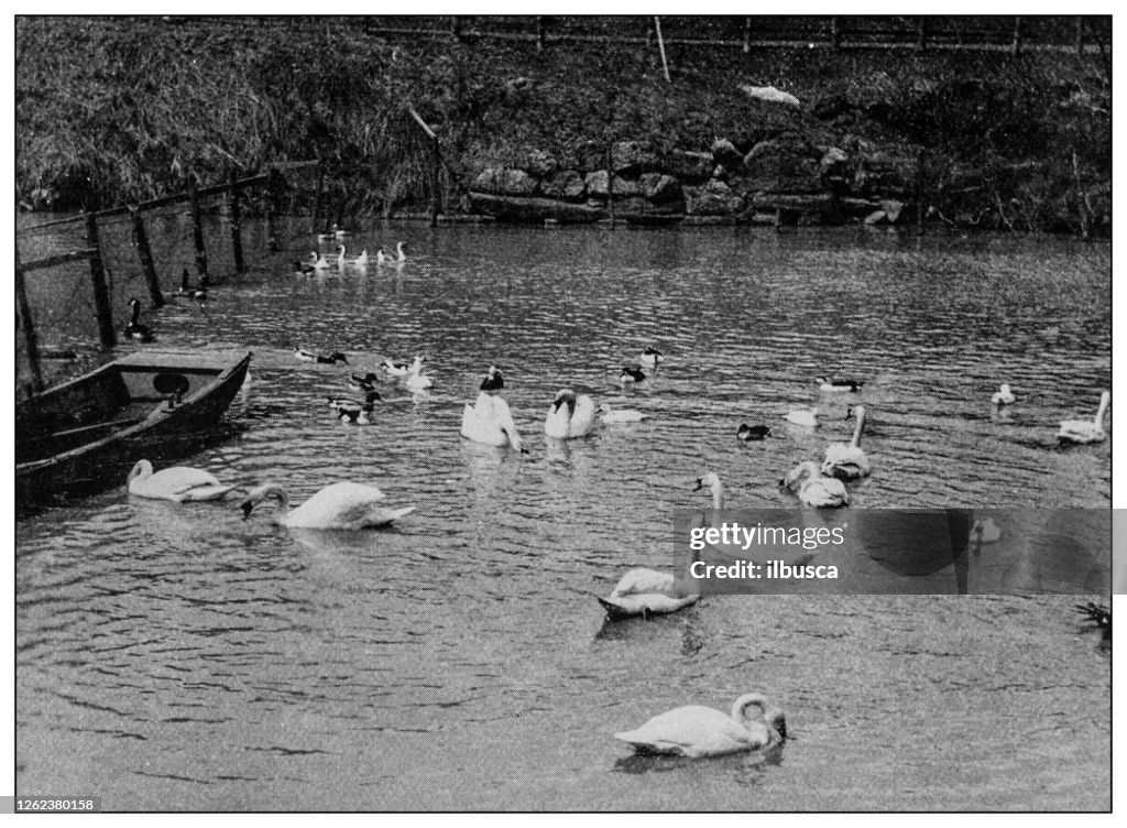 Antique black and white photo: Swans in Central Park, New York