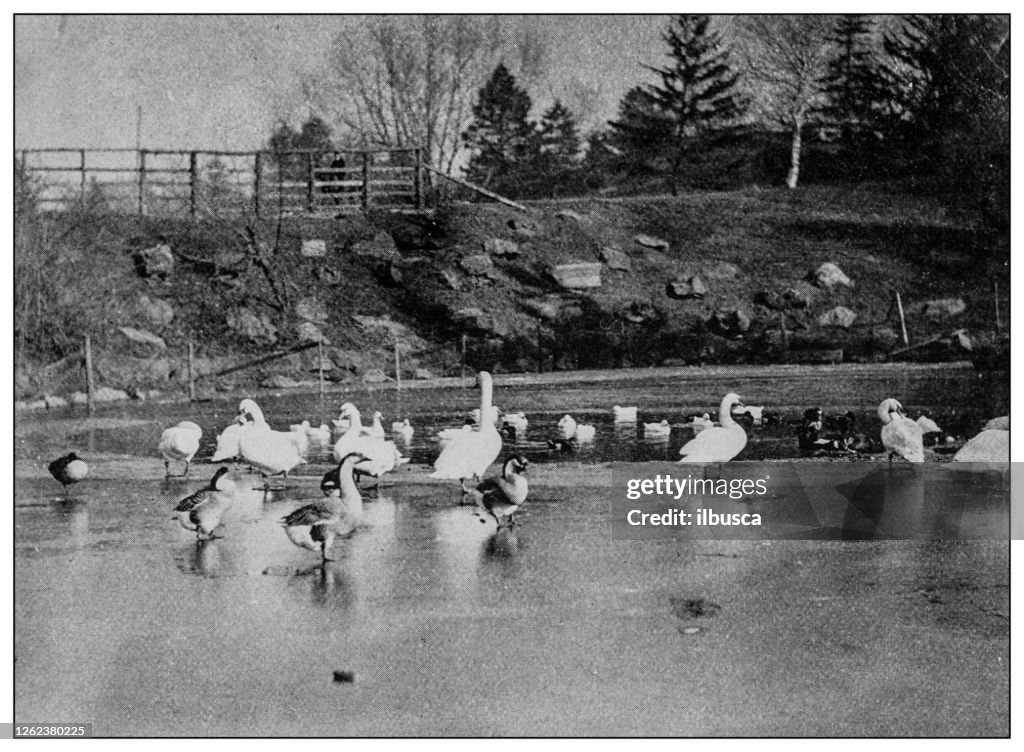 Antique black and white photo: Swans in Central Park, New York