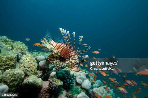 lionfish on coral reef - lionfish stock pictures, royalty-free photos & images