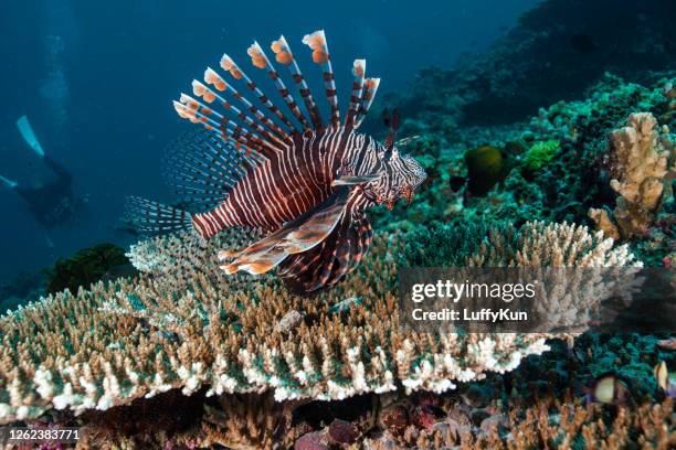 lionfish on coral reef - lionfish stock pictures, royalty-free photos & images