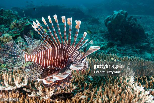 Tilon Fish Lionfish Images Photos and Premium High Res Pictures - Getty Images