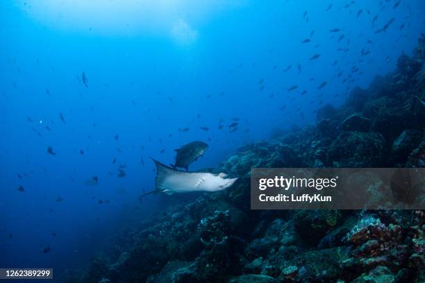 rayo de picadura, rayo de cola de cinta en el océano bajo el agua - buceo de profundidad fotografías e imágenes de stock