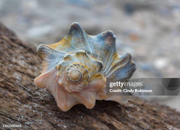 whelk shell - conch shell 個照片及圖片檔