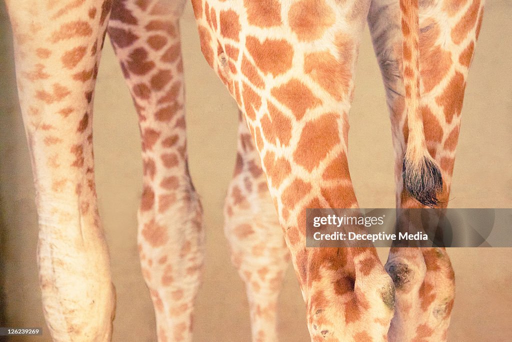 Giraffe legs