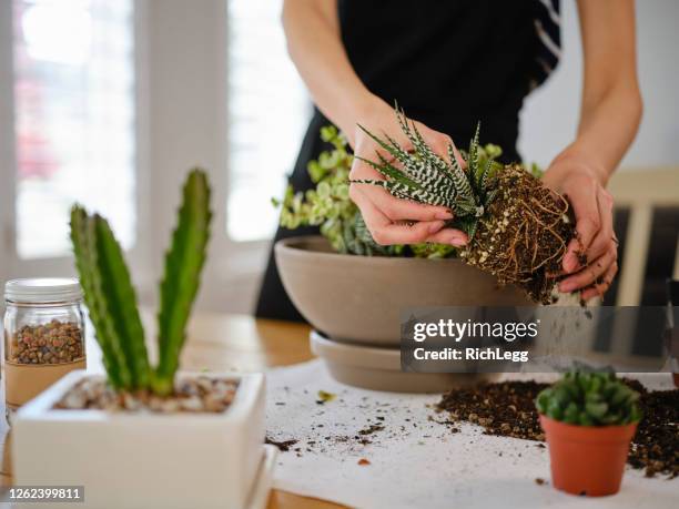 woman planting an indoor succulent garden - succulent plant stock pictures, royalty-free photos & images