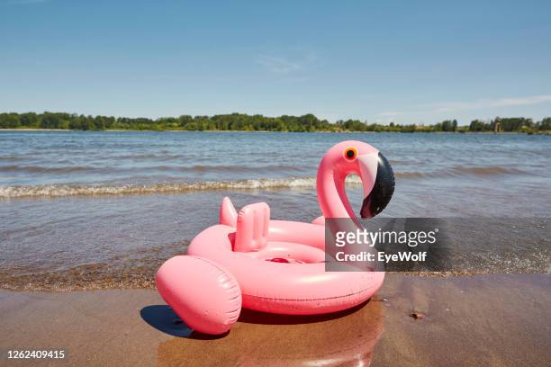 a flamingo floatie sitting on the shore with a river behind it - flamingos fotografías e imágenes de stock