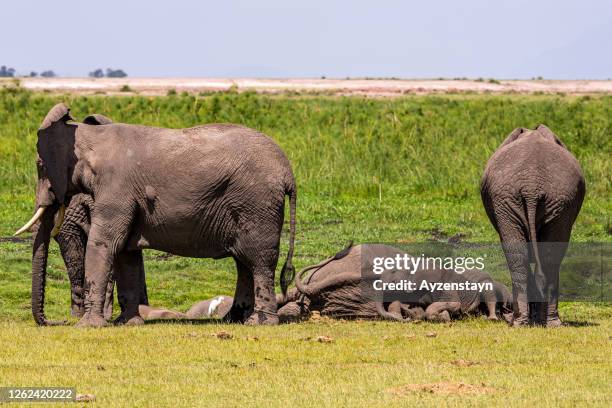 elephant calfs are resting and elephants protect them - elephant calf stock-fotos und bilder