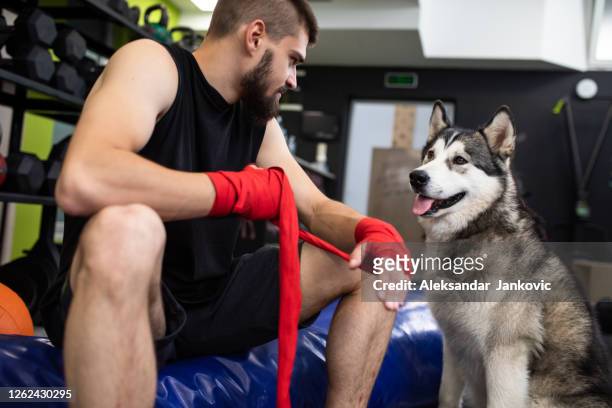 ジムでボクシングラップで手を包みながら犬を見ている若いボクサー - boxer dog ストックフォトと画像