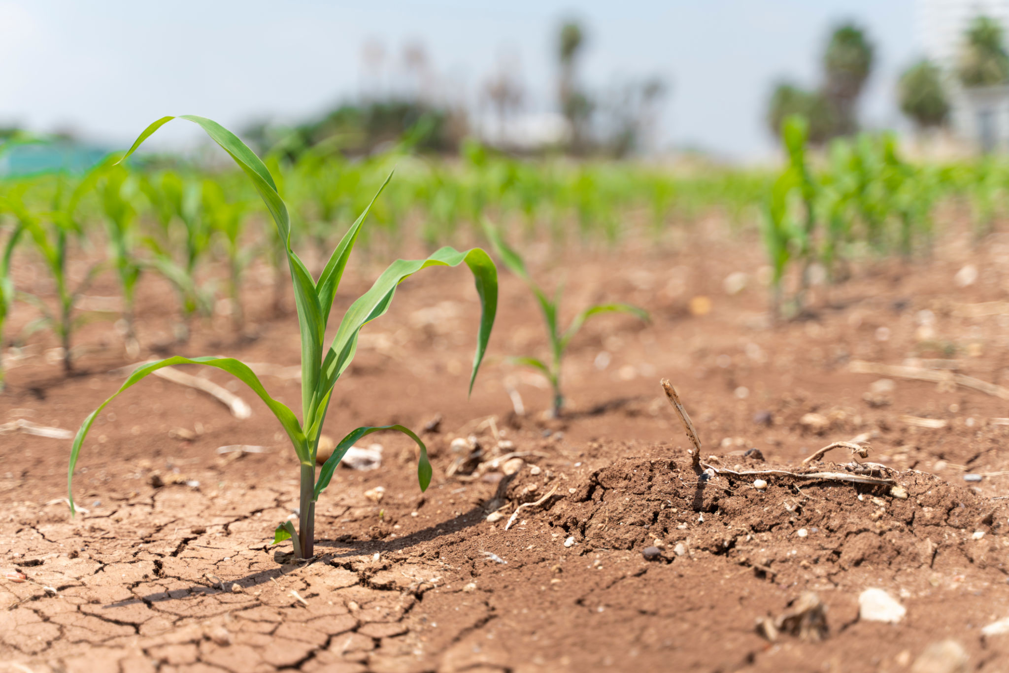 climate impact agriculture