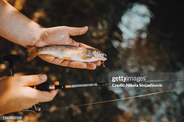 forellenfische auf dem seichten wasser - speckled trout stock-fotos und bilder