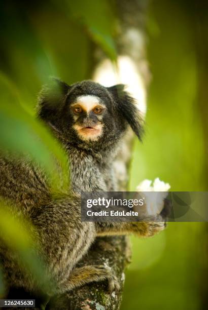 marmoset - mata atlantica stock pictures, royalty-free photos & images