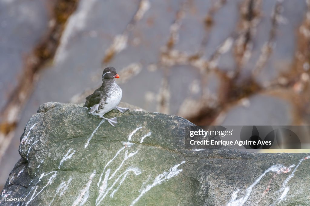 Parakeet Auklet (Aethia psittacula) on Round Island, (Walrus Islands State Game Sanctuary), Bristol Bay, Alaska