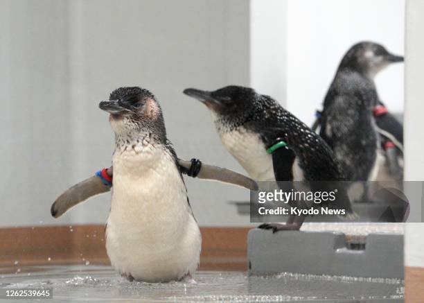 Photo taken on June 29 shows some of the world's smallest species of penguin, the fairy penguin, at a new aquarium in Sapporo in Hokkaido, northern...