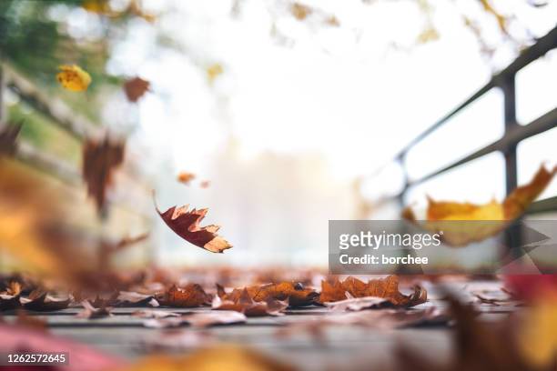 sentiero d'autunno pieno di foglie - cadere foto e immagini stock