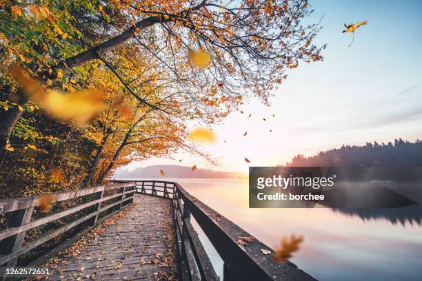 foglie autunnali cadenti in riva al lago - cadere foto e immagini stock