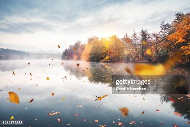 flying autumn leaves - forest background stock pictures, royalty-free photos & images