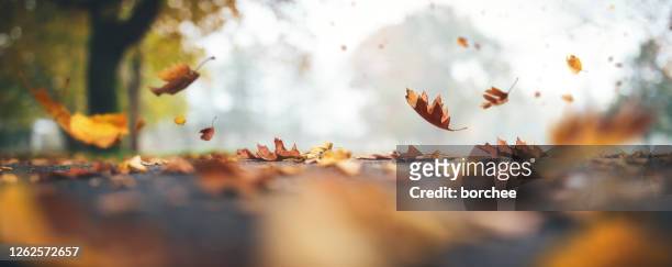 foglie autunnali cadenti - autunno foto e immagini stock
