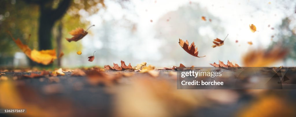 Falling Autumn Leaves