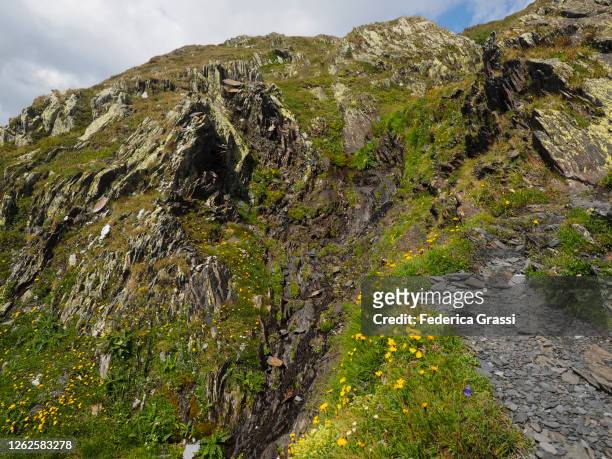 alpine dandelion (leontodon helveticus) flowering along the trail to lago retico - leontodon stock pictures, royalty-free photos & images