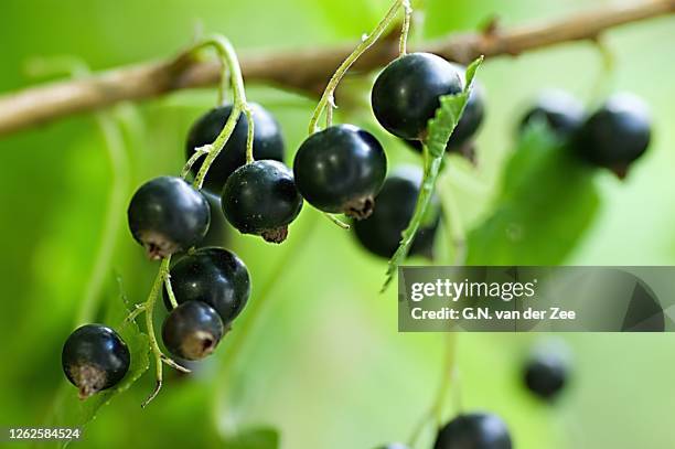 ribes nigrum - black currant stockfoto's en -beelden