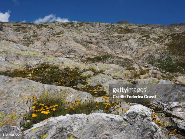 alpine dandelion (leontodon helveticus) flowering at cristallina pass in campo valley (valle di campo) - leontodon stock pictures, royalty-free photos & images