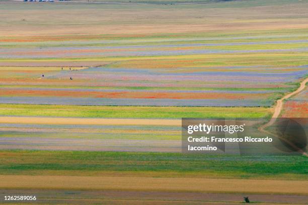 castelluccio di norcia, fields in full bloom, flowering in umbria, italy - castelluccio di norcia stock-fotos und bilder