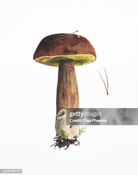 illustration, hand drawn mashroom painted in watercolor - botanical hand drawn foto e immagini stock