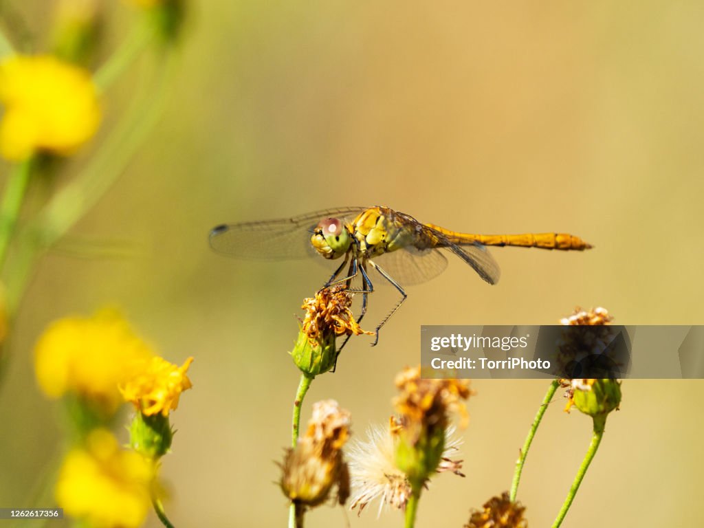 Dragonfly on twig against yellow background